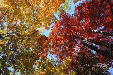 low angle view on colorful autumn trees and sky