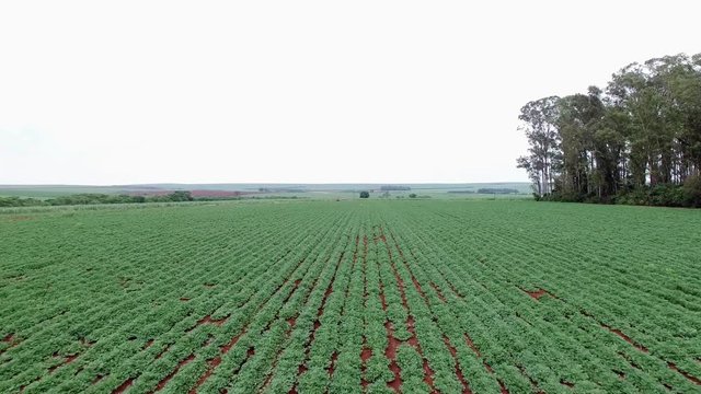 Aerial drone dolly in of the peanut plantation intial stage