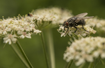 Fly on white flower in sunny day