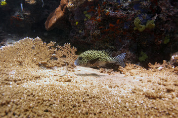 undrerwater world  - Harlequin sweetlips on coral reef