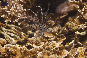Naklejka na ściany i meble underwater - baby lion fish on the reef