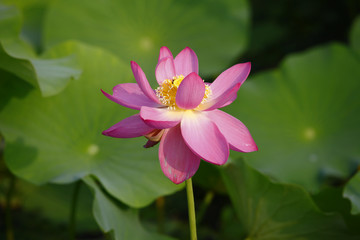 Fototapeta premium lotus
