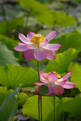 lotus
