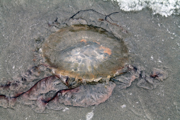 Jellyfish Washed Up on the Beach at Low Tide