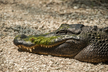 Sleeping Alligator at Brazos Bend State Park