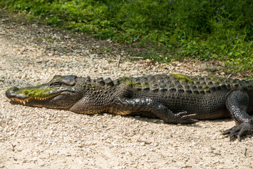 Sleeping Alligator at Brazos Bend State Park