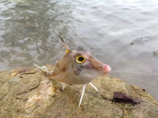 Tropical strange fish,Horn fish,Tripod fish at seashore 