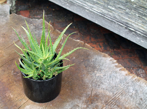 Aloe Vera Plant in a Black Ceramic Pot