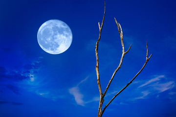 Full Moon And Tree
