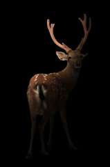 sika deer in the dark