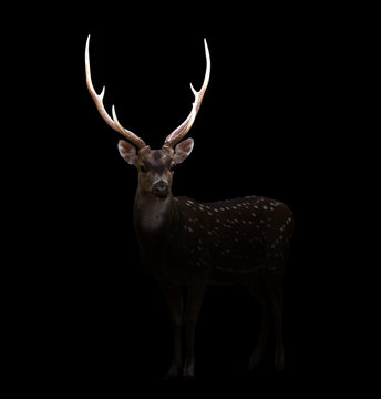 Fototapeta axis deer in the dark