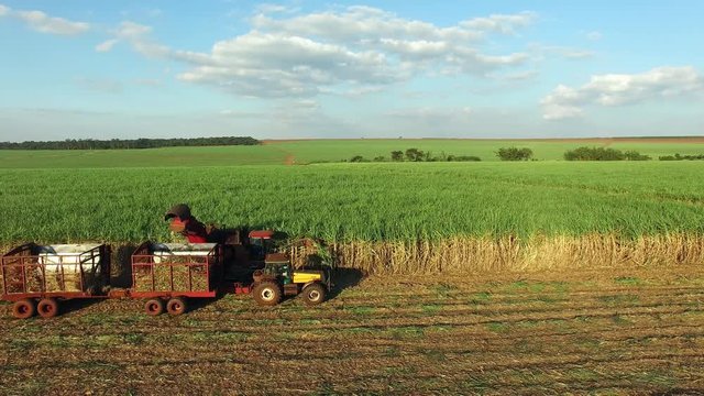 Mechanical harvesting sugar cane field in Sao Paulo Brazil at sunset - Aerial film with drone of combine harvesting sugar cane field at sunset - sugar cane plantation