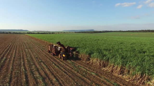 Mechanical harvesting sugar cane field in Sao Paulo Brazil at sunset - Aerial dolly out with drone of combine harvesting sugar cane field at sunset - sugar cane plantation