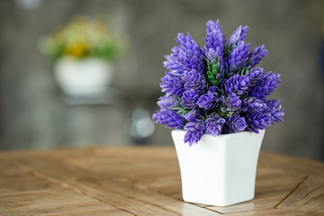 purple plant  for room