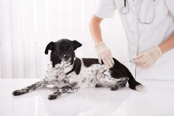 Vet Giving An Injection To Dog