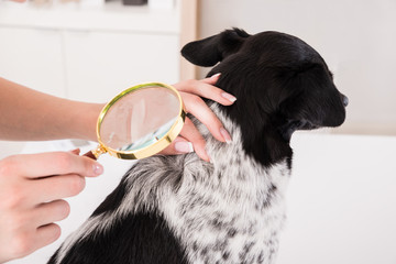Vet Examining Dog's Hair With Magnifying Glass