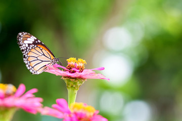 butterfly on flower