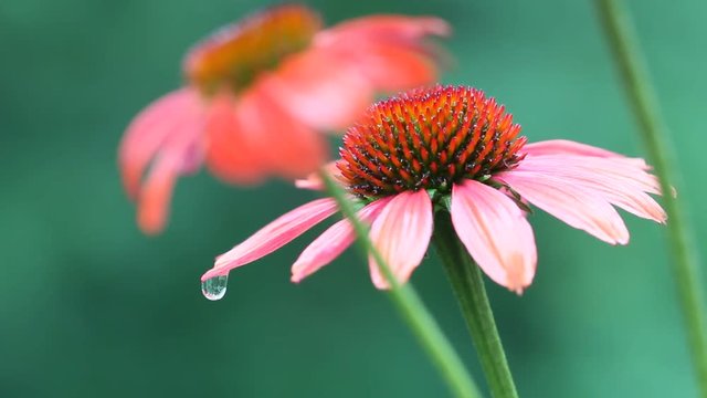 Red Echinacea or Cone flowers blooming in summer season.