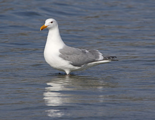 A Herring Gull (Larus smithsonianus) wading in the surf at a Tofino beach, located in British Columbia, Canada.