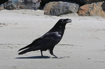 Fototapeta premium A Common Raven (corvus corax principalis) with it's eye closed on a beach in Tofino, British Columbia, Canada..
