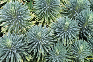 Naklejka na ściany i meble Closeup of a Succulent Garden