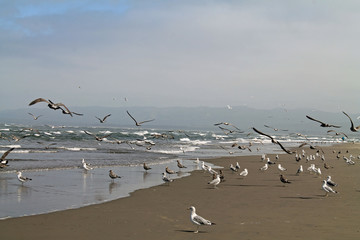 Seagulls at the Beach on a Foggy Day