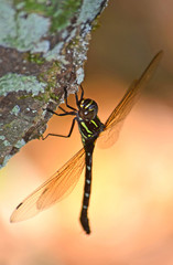 Giant brown and green dragonfly perched on a lichen covered tree trunk in the Australian rainforest
