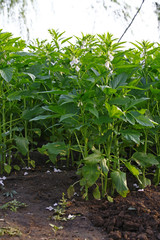 Sesame flowering