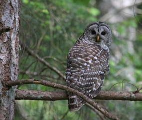 A Barred Owl (Strix varia) looking back while perched on a branch.  Shot on Gabriola Island, British Columbia, Canada..