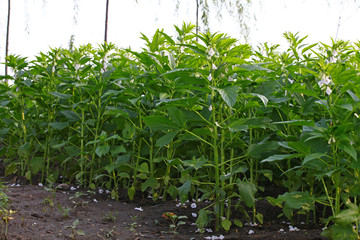 Sesame flowering