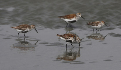 Three Dunlins (Calidris alpina) and a Western Sandpiper foraging on a beach in Tofino, British Columbia, Canada..