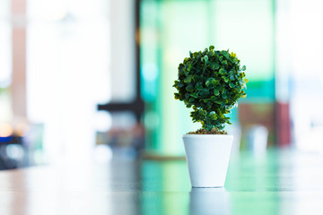 Indoor plant pot on the table