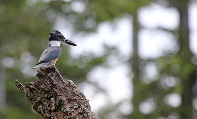 A Belted Kingfisher (Megaceryle alcyon) with a catch in it's mouth.  Shot on Gabriola Island, British Columbia, Canada.