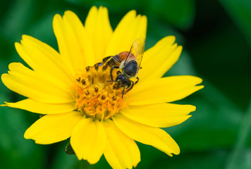 Bee on flower