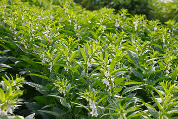 Sesame flowering