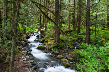 Mountain Forest Stream in Lush Forest