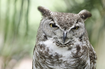 Close up portrait of an owl with blurry background
