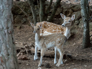 Two young Cervus dama deer