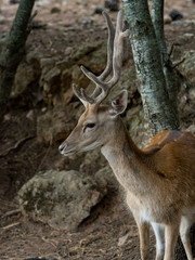 Naklejka na ściany i meble Fallow deer Cervus dama in the forest