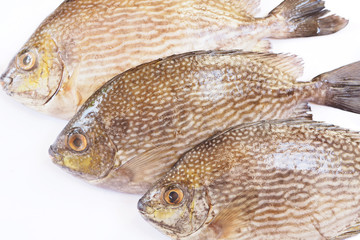 Close up of rabbitfish on a white background.