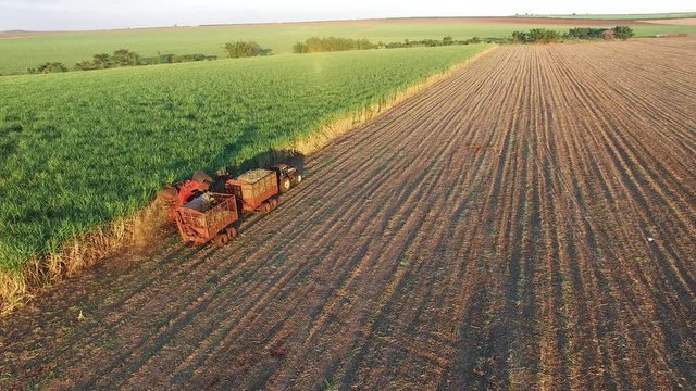 Mechanical harvesting sugar cane field in Sao Paulo Brazil at sunset - Aerial dolly in with drone following combine harvesting sugar cane field at sunset - sugar cane plantation