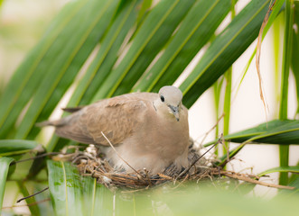 Dove bird sitting in the nest on a palm tree