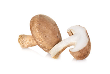 fresh Shiitake mushrooms on white background