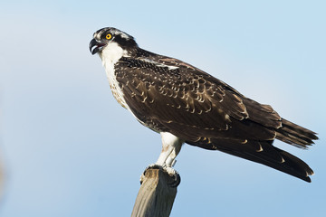 Juvenile Osprey