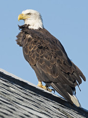 Bald Eagle on Roof