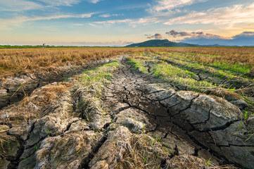 cracked soil in a dried paddy field