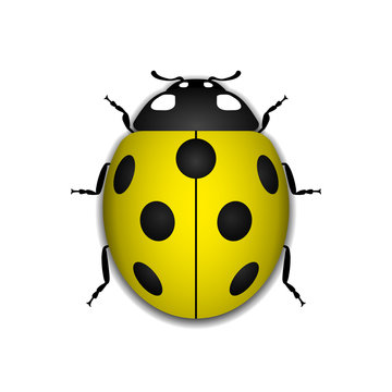 Ladybug small icon. Yellow lady bug sign, isolated on white background. 3d volume design. Cute colorful ladybird. Insect cartoon beetle. Symbol of nature, spring or summer. Vector illustartion