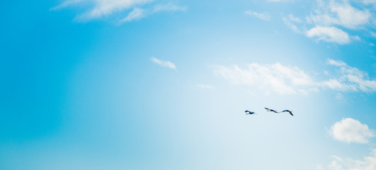 Cranes migrating over Gallocanta Lagoon in, Spain