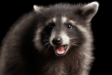 Closeup Portrait of Funny Baby Raccoon Curious Looks and opened mouth isolated on Black Background,...