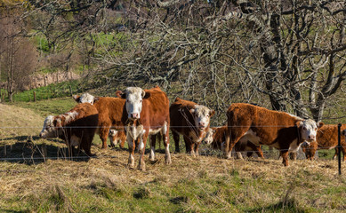 Hereford Cattle